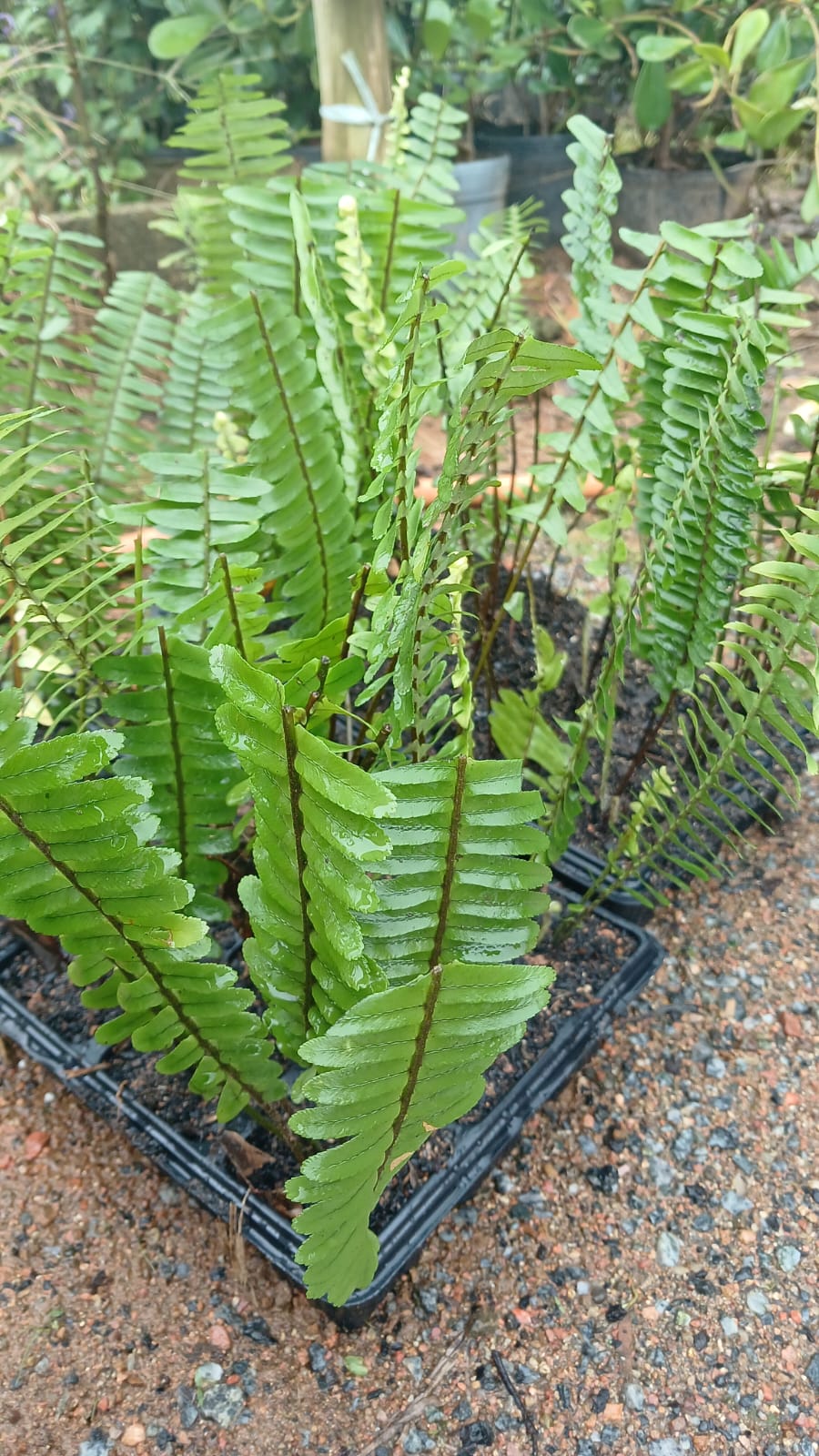 Plantas FAMIGU